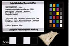 Foto (Objekt + Etiketten) von Goniodromites bidentatus (Reuss, 1858) 